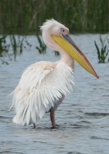 Menno 02 Kroeskop-pelikaan